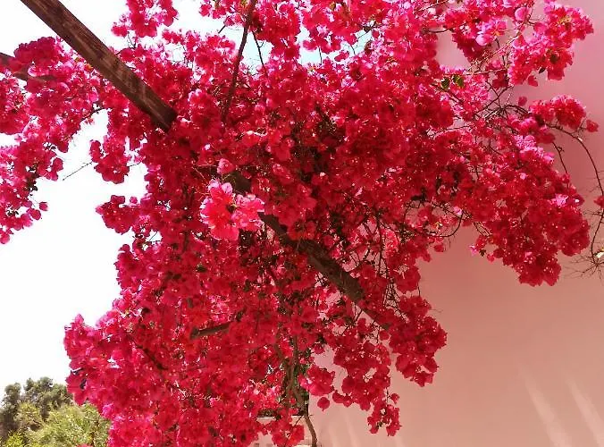 Stella's 아파트호텔 Tolón